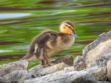 Duckling On The Rocks DSCN59198
