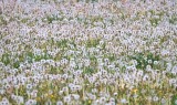 Field Of Seedy Dandelions DSCN59319