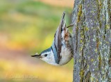 Nuthatches of Ontario