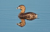 Pied-billed Grebe In Calm Water DSCN61375