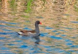 Gallinule In The Swale DSCN61402