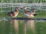 Three Eclipsed Male Wood Ducks DSCN61838