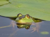 Bullfrog Under A Water Lily Pad DSCN64230