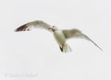 Ring-billed Gull In Flight 90D-00087