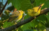 Two Yellow Warblers DSCN66503