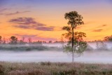 Ground Fog Beyond Lone Tree 90D-00646