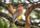 Two Cedar Waxwings P1040480