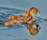 Two Young Grebes Going After Parents Catch P1060828