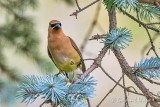 Cedar Waxwing 90D-02989