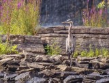 Heron On The Rocks 90D-03156 (crop)