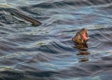 Yawning Otter P1080033
