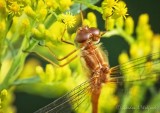 Brown Dragonfly On Goldenrod Closeup P1080386