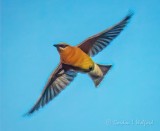 Cedar Waxwing In Flight P1080333