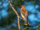 Cedar Waxwing P1080640