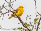 Yellow Warbler P1080863