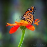 Monarch On A Mexican Sunflower DSCN69489