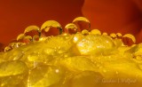 Water Droplets On A Yellow Flower DSCN70750-8 (crop)
