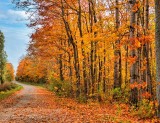 Autumn Backroad DSCN74082