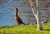 Cormorant Near Birch Tree DSCN75117