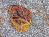 Grungy Autumn Leaf DSCN75143