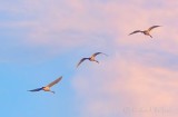 Three Trumpeter Swans In Golden Hour Flight DSCN75213