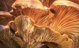 Tree Fungus Closeup DSCN85160