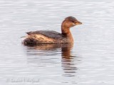 Pied-Billed Grebe DSCN85469