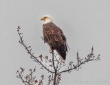 Bald Eagle Perched Atop A Tree DSCN85703