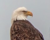 Bald Eagle Profile DSCN85719