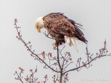 Bald Eagle Taking A Bow DSCN85726