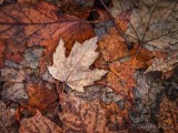 Fallen Late Autumn Leaves DSCN85860