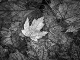 Fallen Late Autumn Leaves DSCN85860BW