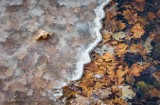 Ice & Fallen Augumn Leaves DSCN86682