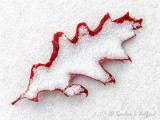 Snowy Fallen Red Oak Leaf DSCN86958