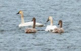 Four Trumpeter Swans In Water DSCN87313