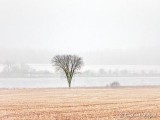 Fog Beyond Lone Tree DSCN87018