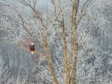 Bald Eagle In A Distant Frosty Tree DSCN87611