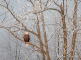 Bald Eagle In A Distant Frosty Tree DSCN87553