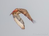 Red-tailed Hawk In Flight DSCN87910