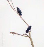 Two Crows Calling DSCN87931.7