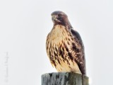 Red-tailed Hawk DSCN87901