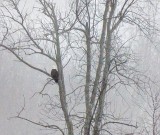 Bald Eagle In A Distant Tree In Fog DSCN88034