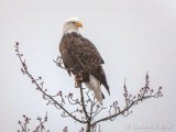 Bald Eagle Atop A Tree DSCN88042