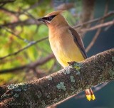 Waxwings