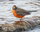 Robin In The Basin DSCN89699