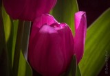 Purple Tulip Opening Closeup P1090150