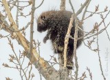 Porcupine In A Tree DSCN90207