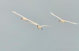 Three Trumpeter Swans In Flight Approaching DSCN89788