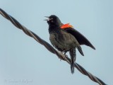 Red-winged Blackbird On A Wire DSCN91208