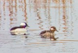 Mr & Ms Bufflehead Duck DSCN92558